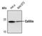 Cofilin 1 antibody, PA5-17372, Invitrogen Antibodies, Western Blot image 