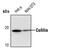 p18 antibody, PA5-17372, Invitrogen Antibodies, Western Blot image 