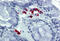 Fas Ligand antibody, MBS244219, MyBioSource, Immunohistochemistry frozen image 