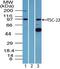 TSC22 Domain Family Member 1 antibody, PA5-23359, Invitrogen Antibodies, Western Blot image 