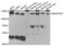 SWI/SNF-Related, Matrix-Associated Actin-Dependent Regulator Of Chromatin, Subfamily A, Containing DEAD/H Box 1 antibody, abx004487, Abbexa, Western Blot image 