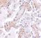 Calpain 6 antibody, A09778, Boster Biological Technology, Immunohistochemistry frozen image 