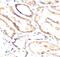 Vasostatin antibody, FNab10750, FineTest, Immunohistochemistry frozen image 