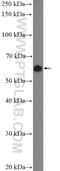 CAMP Responsive Element Binding Protein 3 Like 2 antibody, 14514-1-AP, Proteintech Group, Western Blot image 