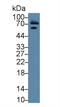 Transferrin antibody, LS-C296744, Lifespan Biosciences, Western Blot image 