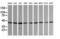 Mitogen-Activated Protein Kinase Kinase 1 antibody, LS-C174647, Lifespan Biosciences, Western Blot image 