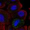 Abhydrolase Domain Containing 14A antibody, HPA038153, Atlas Antibodies, Immunofluorescence image 