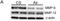 Beta-Actin antibody, NB600-505, Novus Biologicals, Western Blot image 