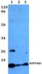 SPT4 Homolog, DSIF Elongation Factor Subunit antibody, A06673, Boster Biological Technology, Western Blot image 