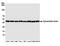 Beta-Actin antibody, A700-057, Bethyl Labs, Western Blot image 