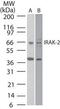 Interleukin 1 Receptor Associated Kinase 2 antibody, PA1-41596, Invitrogen Antibodies, Western Blot image 
