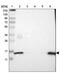 Coactosin Like F-Actin Binding Protein 1 antibody, PA5-52628, Invitrogen Antibodies, Western Blot image 