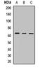 Occludin antibody, orb412121, Biorbyt, Western Blot image 