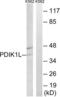 PDLIM1 Interacting Kinase 1 Like antibody, LS-C199424, Lifespan Biosciences, Western Blot image 