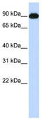 MIA SH3 Domain ER Export Factor 2 antibody, TA346486, Origene, Western Blot image 