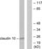 Claudin 10 antibody, LS-C118410, Lifespan Biosciences, Western Blot image 