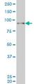 SIX Homeobox 4 antibody, H00051804-M02, Novus Biologicals, Western Blot image 