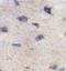 PIP5K2beta antibody, orb77751, Biorbyt, Immunohistochemistry paraffin image 