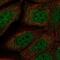 Necdin, MAGE Family Member antibody, NBP2-57334, Novus Biologicals, Immunocytochemistry image 