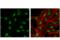 Chromobox 4 antibody, 30559S, Cell Signaling Technology, Immunocytochemistry image 