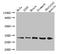 Gap Junction Protein Beta 3 antibody, LS-C375784, Lifespan Biosciences, Western Blot image 