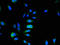 ADP Ribosylation Factor Like GTPase 6 Interacting Protein 5 antibody, A62098-100, Epigentek, Immunofluorescence image 