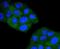 Transforming Acidic Coiled-Coil Containing Protein 3 antibody, NBP2-67383, Novus Biologicals, Immunocytochemistry image 