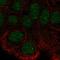 Serine/threonine-protein kinase 35 antibody, HPA026452, Atlas Antibodies, Immunofluorescence image 