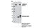SWI/SNF Related, Matrix Associated, Actin Dependent Regulator Of Chromatin Subfamily C Member 2 antibody, 12760S, Cell Signaling Technology, Immunoprecipitation image 