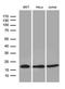 Endothelial Differentiation Related Factor 1 antibody, LS-C798846, Lifespan Biosciences, Western Blot image 