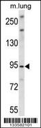 Unc-45 Myosin Chaperone B antibody, 57-397, ProSci, Western Blot image 