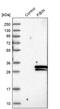 Fin bud initiation factor homolog antibody, PA5-59074, Invitrogen Antibodies, Western Blot image 