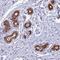 Piezo Type Mechanosensitive Ion Channel Component 2 antibody, HPA040616, Atlas Antibodies, Immunohistochemistry frozen image 