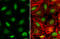 NGFI-A Binding Protein 1 antibody, GTX112354, GeneTex, Immunofluorescence image 