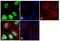 SMAD2 antibody, 700050, Invitrogen Antibodies, Immunofluorescence image 