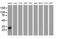 RASD Family Member 2 antibody, MA5-25334, Invitrogen Antibodies, Western Blot image 