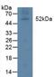 Lipoprotein Lipase antibody, LS-B15018, Lifespan Biosciences, Western Blot image 