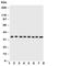 PAP-III antibody, R30583, NSJ Bioreagents, Western Blot image 