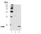 Histone H3 antibody, ADI-905-752-100, Enzo Life Sciences, Western Blot image 