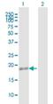 Transmembrane Protein 11 antibody, H00008834-B01P, Novus Biologicals, Western Blot image 