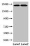 Talin 2 antibody, LS-C319064, Lifespan Biosciences, Western Blot image 