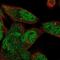 Acidic Nuclear Phosphoprotein 32 Family Member A antibody, NBP2-49385, Novus Biologicals, Immunofluorescence image 