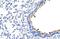 Zinc Finger Protein 16 antibody, A12603, Boster Biological Technology, Immunohistochemistry frozen image 