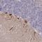 WD Repeat Domain 76 antibody, NBP1-82272, Novus Biologicals, Immunohistochemistry frozen image 