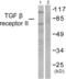 Transforming Growth Factor Beta Receptor 2 antibody, abx013203, Abbexa, Western Blot image 