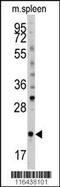BH3 Interacting Domain Death Agonist antibody, MBS9200989, MyBioSource, Western Blot image 