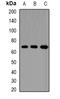 SP1 antibody, orb381990, Biorbyt, Western Blot image 