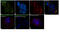 Phospholipase C Gamma 1 antibody, 700044, Invitrogen Antibodies, Immunofluorescence image 