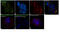 1-phosphatidylinositol-4,5-bisphosphate phosphodiesterase gamma-1 antibody, 700044, Invitrogen Antibodies, Immunofluorescence image 