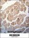 RuvB Like AAA ATPase 1 antibody, 60-400, ProSci, Immunohistochemistry paraffin image 